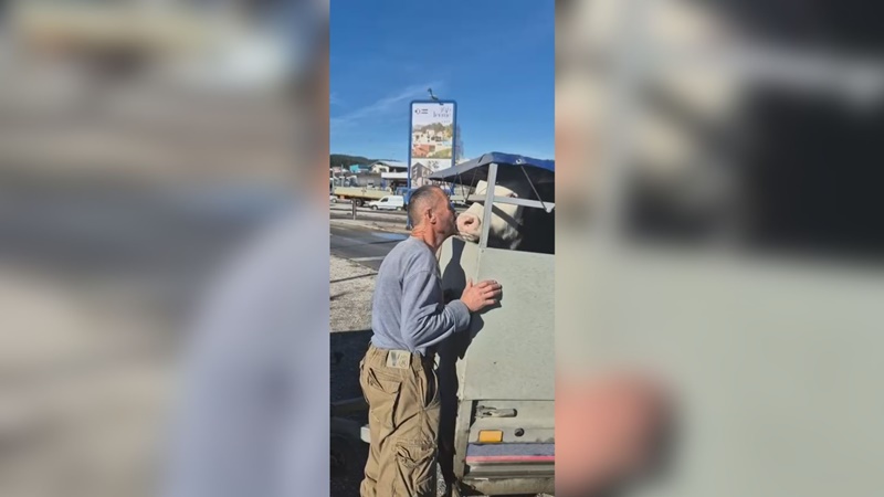 Дирљива прича са Кокиног брода: Зорану угинула крава, а хумани спортисти су му купили Анђелу - емотиван сусрет протекао уз сузе и загрљаје 